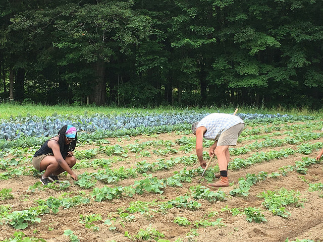 Tending the crops of the Massachusetts Avenue Project